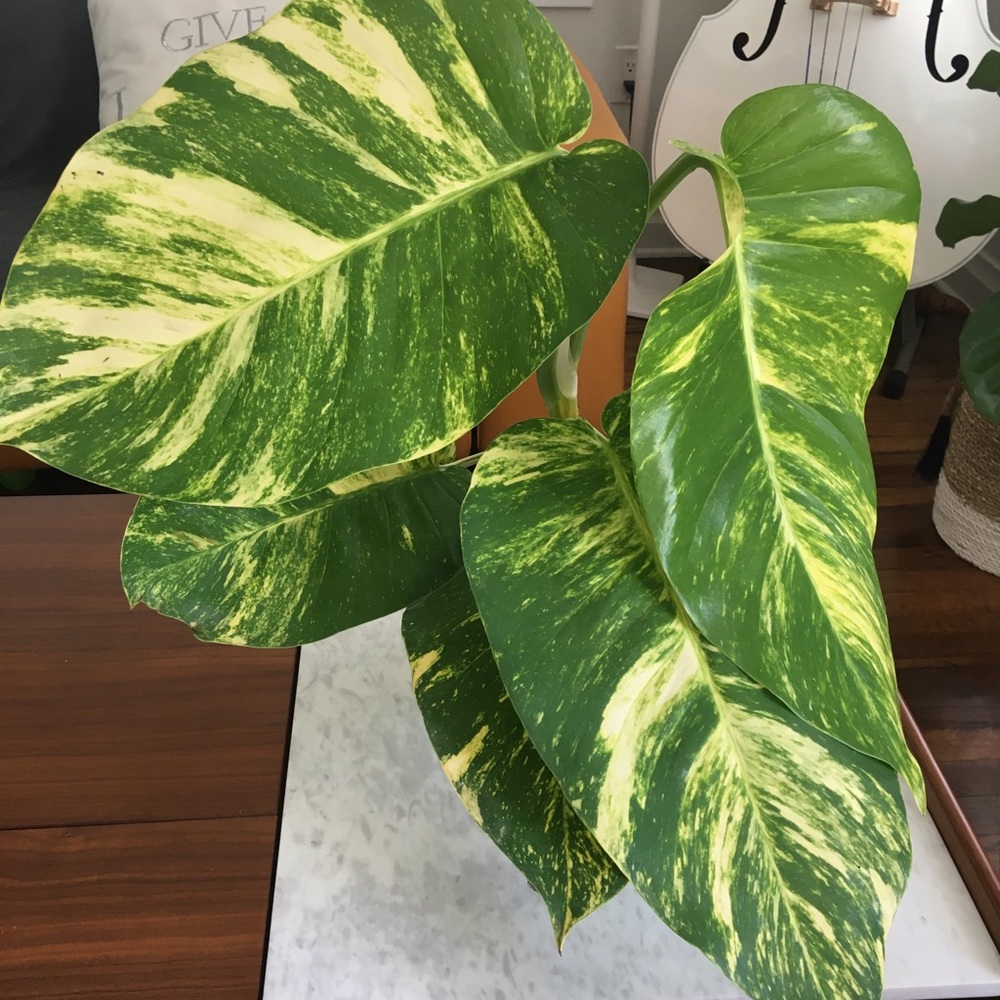 Giant Variegate Golden Hawaiian Pothos Top Cutting